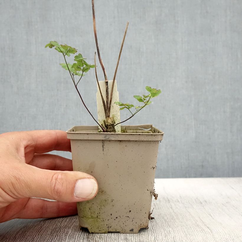 Esemplare di Thalictrum sphaerostachyum - Pigamo Vasetto da 8/9 cm come consegnato in autunno
