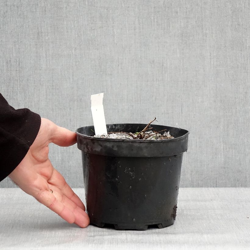 Thalictrum Yulia - Pigamo Vaso da 2L/3L esemplare consegnato in inverno