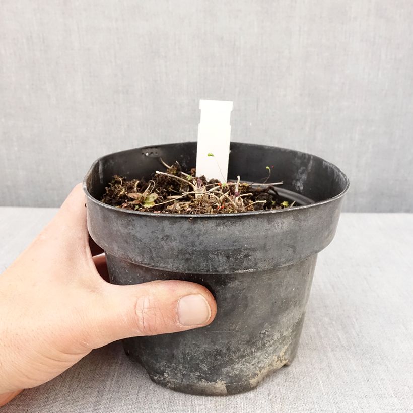 Thalictrum Yulia - Pigamo Vaso da 2L/3L esemplare consegnato in primavera