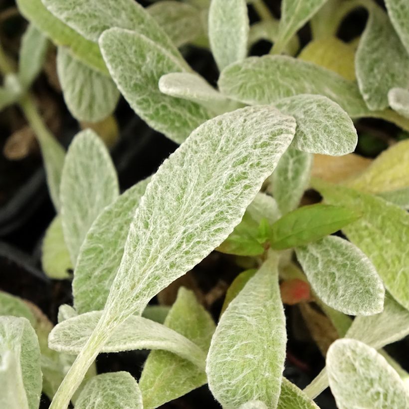 Sideritis syriaca - Stregonia siciliana (Fogliame)