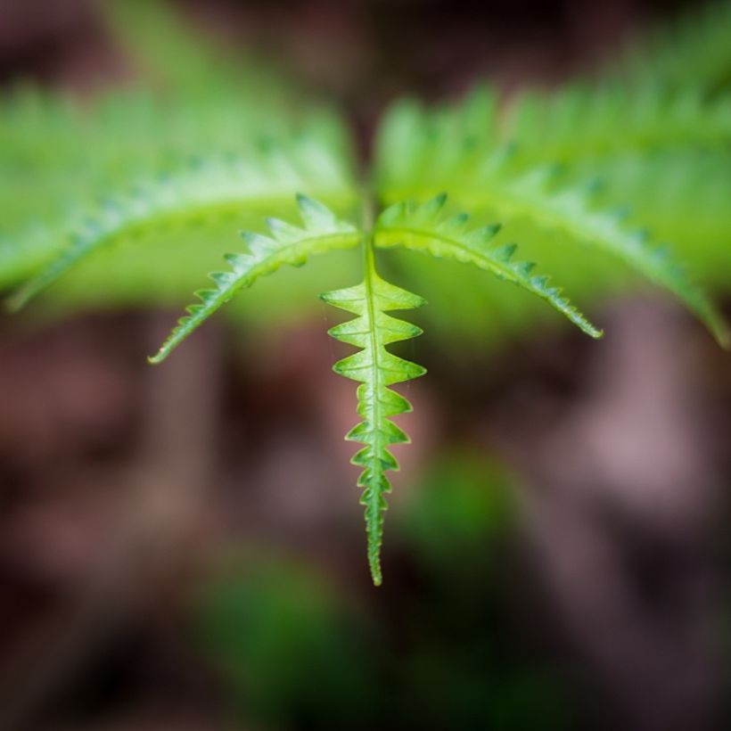 Thelypteris kunthii (Fogliame)