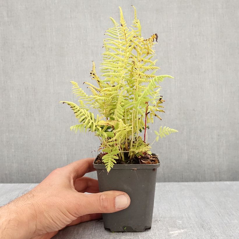 Esemplare di Thelypteris kunthii Vasetto da 8/9 cm come consegnato in autunno