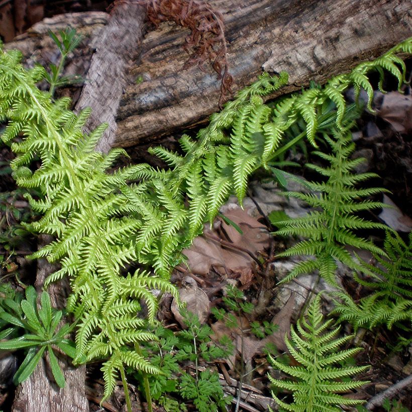 Thelypteris kunthii (Porto)