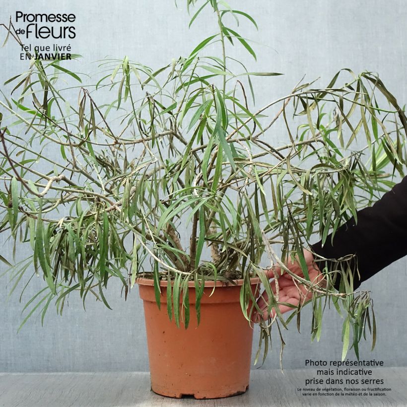 Thevetia peruviana - Oleandro del Perù Vaso da 7,5L/10L esemplare consegnato in inverno