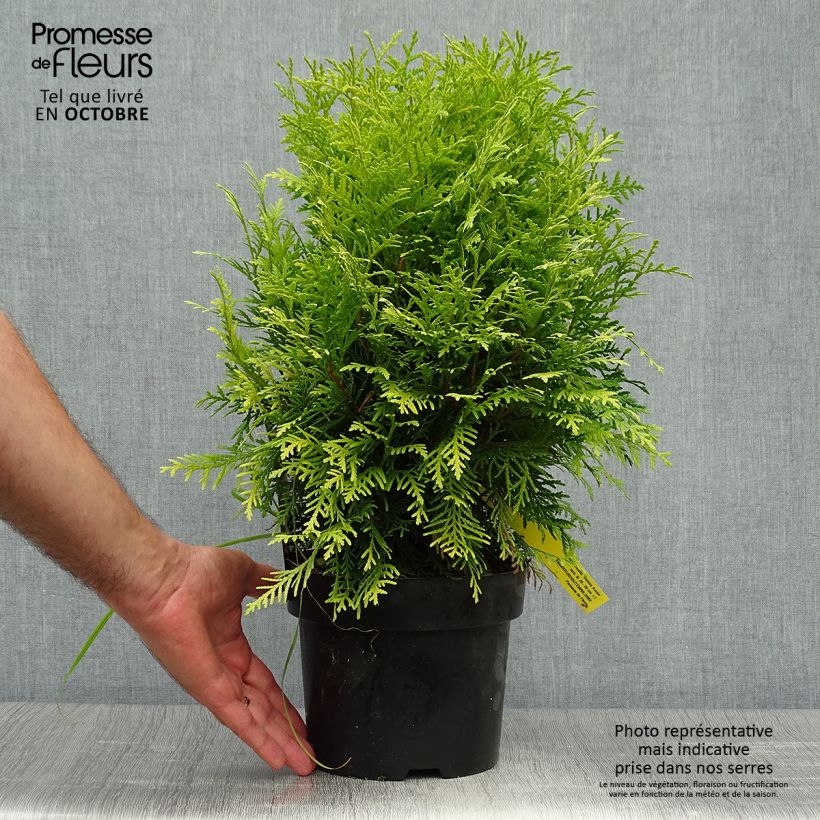 Esemplare di Thuja occidentalis Danica Aurea - Tuia occidentale Vaso da 2L/3L come consegnato in autunno