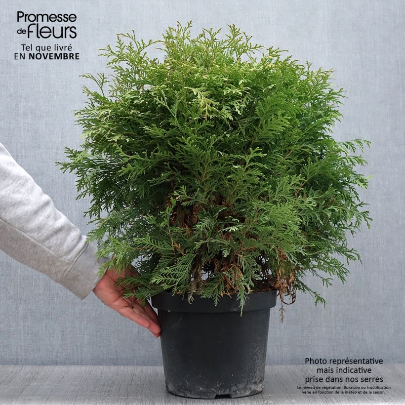 Esemplare di Thuja occidentalis Danica Aurea - Tuia occidentale Vaso da 7,5L/10L come consegnato in autunno