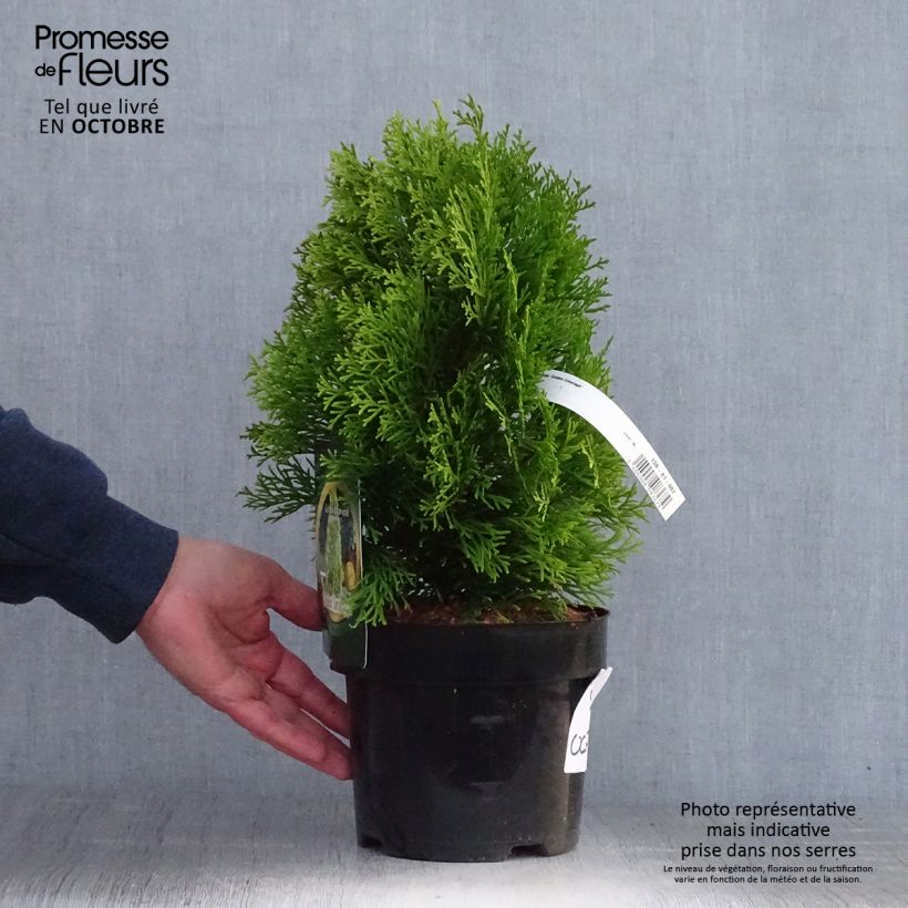 Esemplare di Thuja occidentalis Golden Smaragd - Tuia occidentale Vaso da 2L/3L come consegnato in autunno