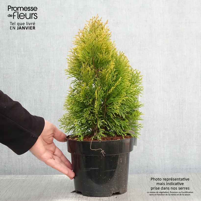 Thuja occidentalis Golden Smaragd - Tuia occidentale Vaso da 2L/3L esemplare consegnato in inverno