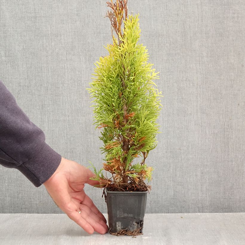 Esemplare di Thuja occidentalis Golden Smaragd - Tuia occidentale Vasetto da 8/9 cm come consegnato in autunno