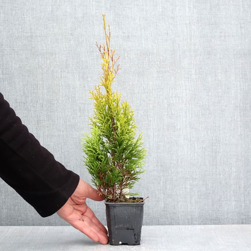 Thuja occidentalis Golden Smaragd - Tuia occidentale Vasetto da 8/9 cm esemplare consegnato in primavera