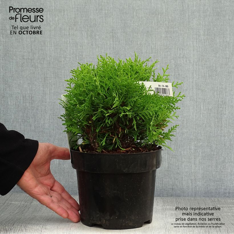 Esemplare di Thuja occidentalis Mirjam - Tuia occidentale Vaso da 2L/3L come consegnato in autunno