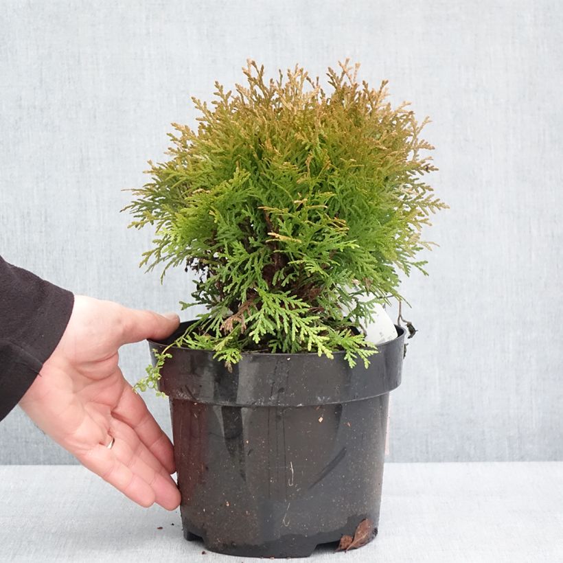 Thuja occidentalis Mirjam - Tuia occidentale Vaso da 2L/3L esemplare consegnato in inverno