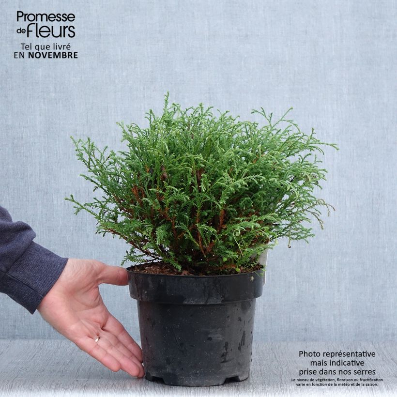 Esemplare di Thuja occidentalis Mr Bowling Ball - Tuia occidentale Vaso da 2L/3L come consegnato in autunno