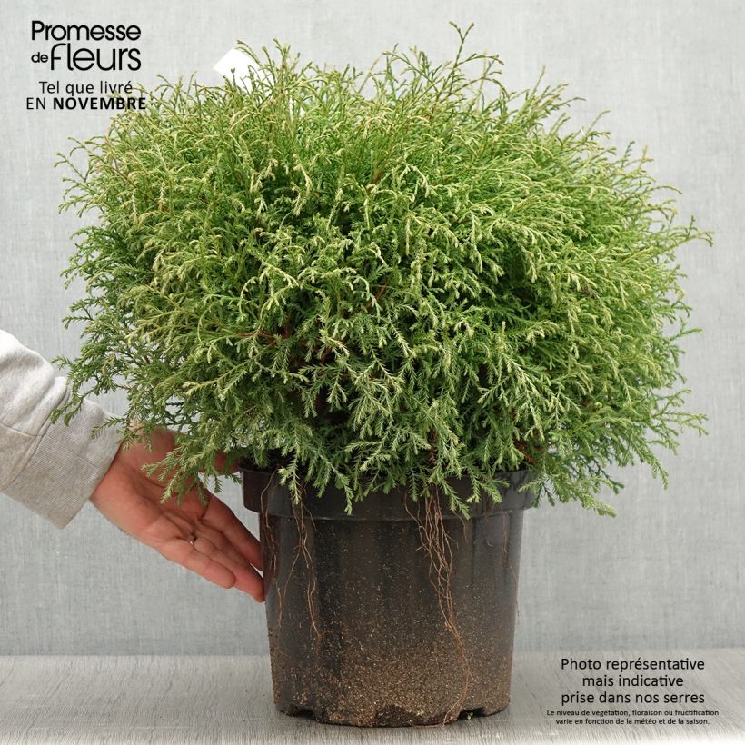 Esemplare di Thuja occidentalis Mr Bowling Ball - Tuia occidentale Vaso da 7,5L/10L come consegnato in autunno