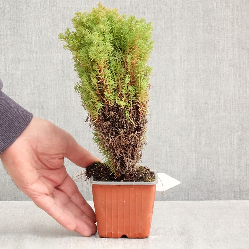 Esemplare di Thuja occidentalis Teddy - Tuia occidentale Vasetto da 8/9 cm come consegnato in autunno