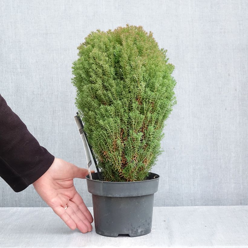Esemplare di Thuja occidentalis Teddy - Tuia occidentale Vaso da 2L/3L come consegnato in autunno