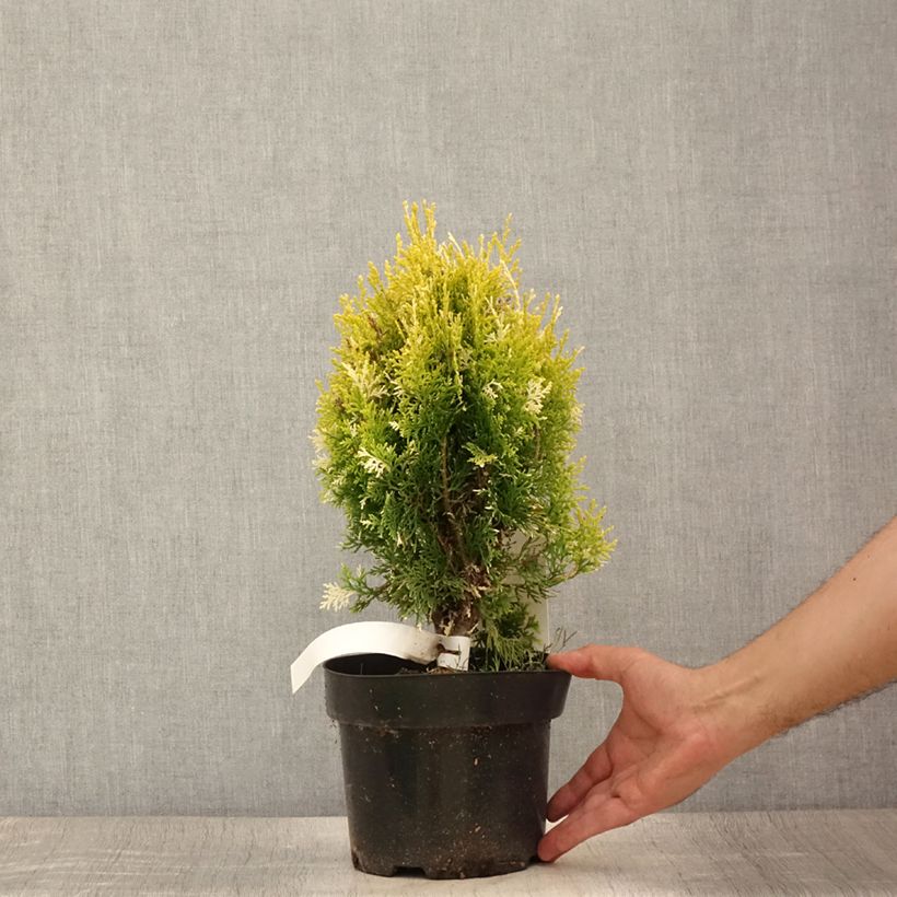 Esemplare di Thuja orientalis Fleck - Tuia chinese Vaso da 2L/3L consegnato in estate
