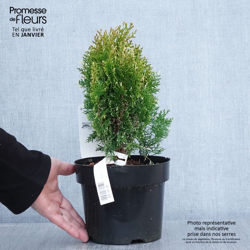 Thuja orientalis Fleck - Tuia chinese Vaso da 2L/3L esemplare consegnato in inverno