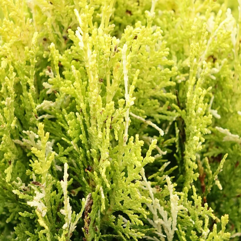 Thuja orientalis Fleck - Tuia chinese (Fogliame)