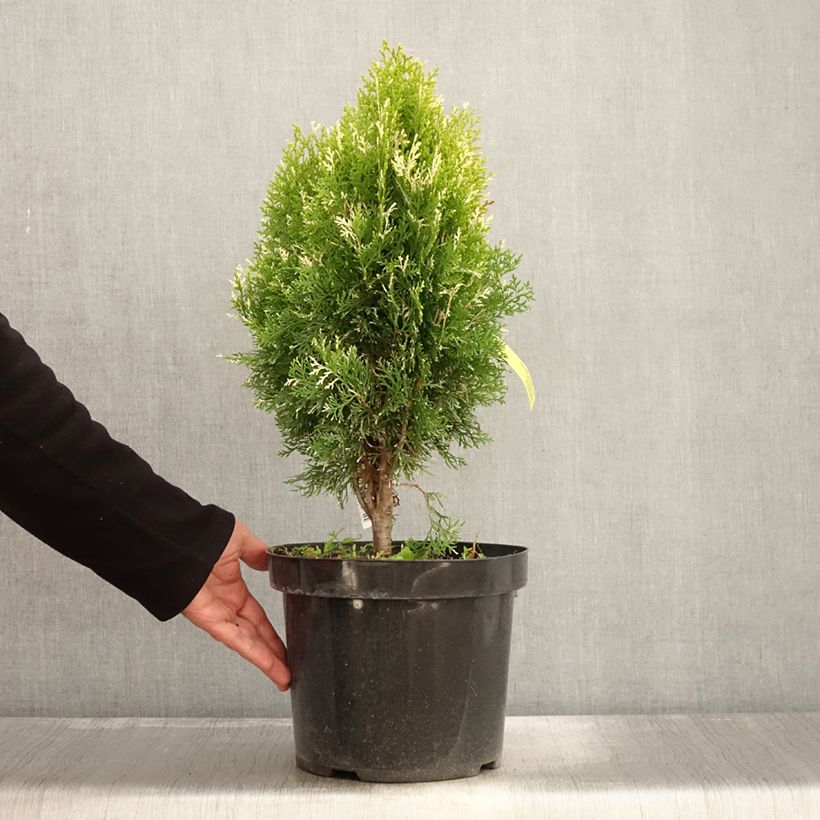 Esemplare di Thuja orientalis Fleck - Tuia chinese Vaso da 7,5L/10L come consegnato in autunno
