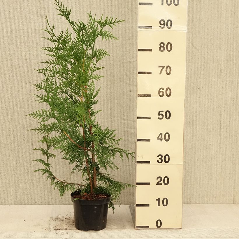 Esemplare di Thuja plicata Excelsa - Tuia plicata Vaso da 2L/3L come consegnato in autunno