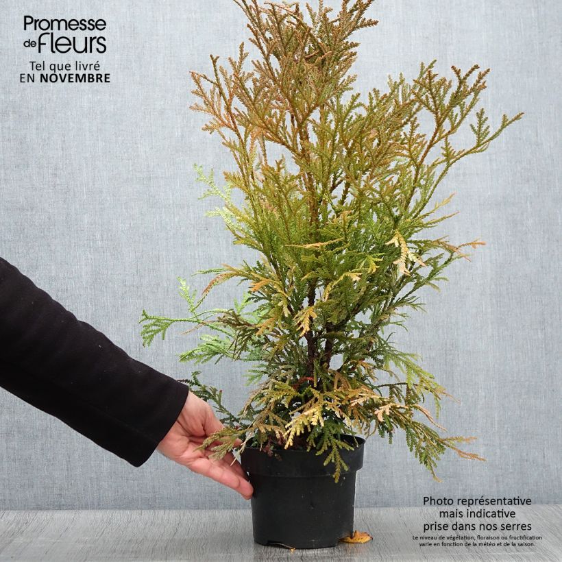 Esemplare di Thujopsis dolabrata Variegata Vaso da 2L/3L come consegnato in autunno