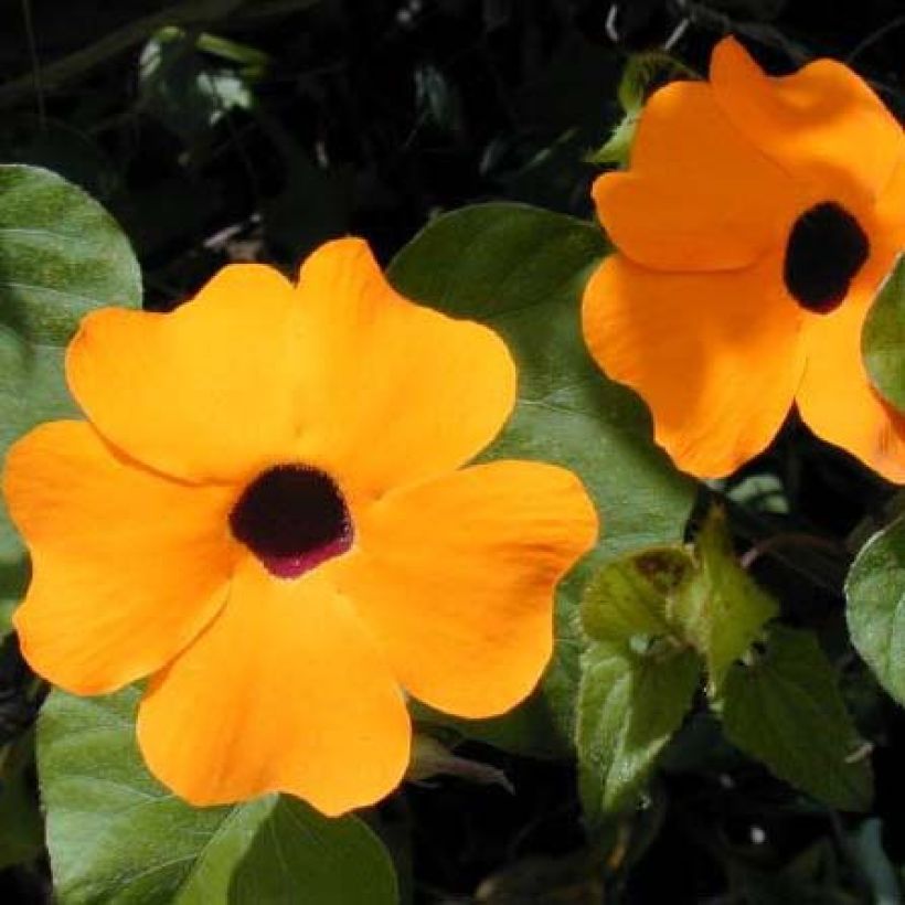 Susanna dagli occhi neri arancione - Thunbergia alata (Fioritura)