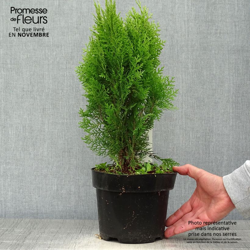 Esemplare di Platycladus orientalis Aurea Nana - Tuia orientale Vaso da 2L/3L come consegnato in autunno