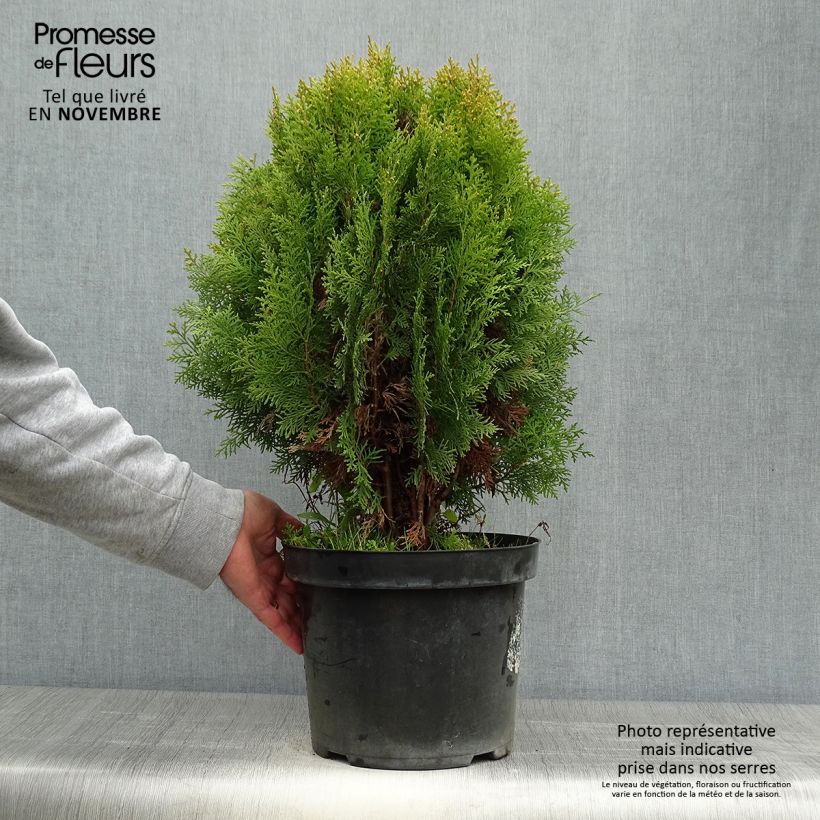 Esemplare di Platycladus orientalis Aurea Nana - Tuia orientale Vaso da 7,5L/10L come consegnato in autunno