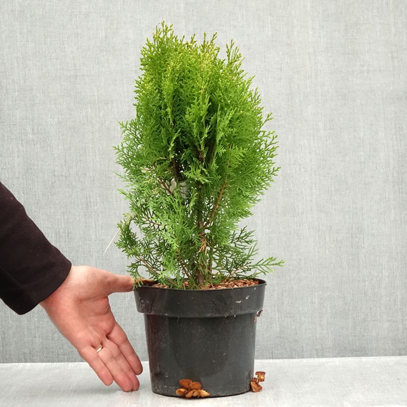 Esemplare di Thuja orientalis Pyramidalis Aurea - Tuia chinese Vaso da 2L/3L come consegnato in autunno