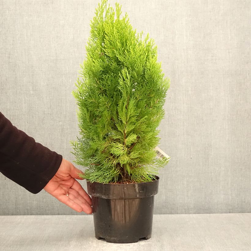 Thuja orientalis Pyramidalis Aurea - Tuia chinese Vaso da 2L/3L esemplare consegnato in primavera