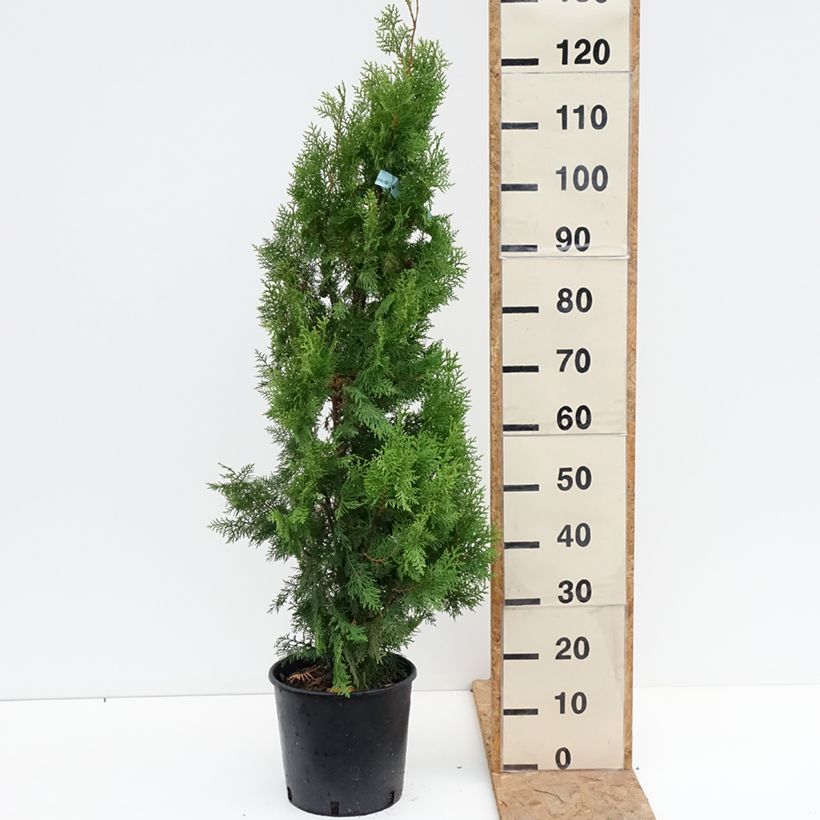 Esemplare di Thuja orientalis Pyramidalis Aurea - Tuia chinese Vaso da 7,5L/10L come consegnato in autunno