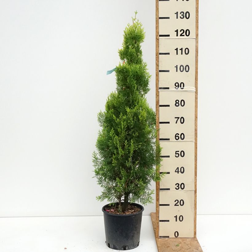 Esemplare di Thuja orientalis Pyramidalis Aurea - Tuia chinese Vaso da 7,5L/10L consegnato in estate