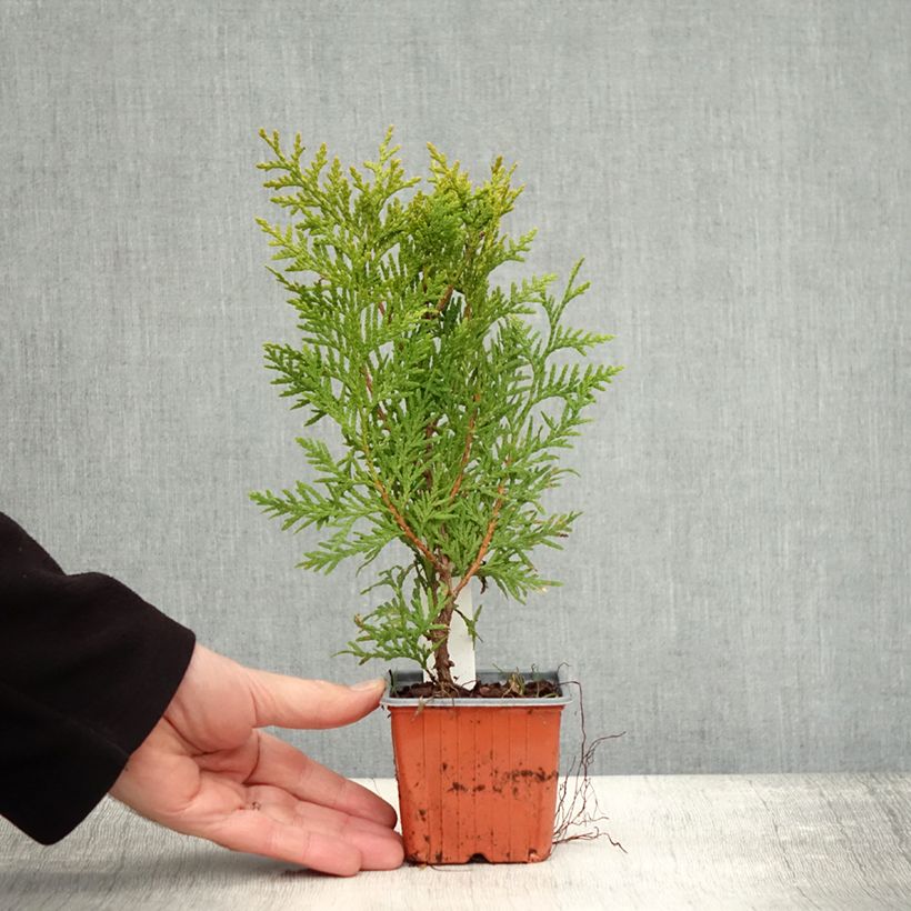Esemplare di Thuja occidentalis Brabant - Tuia occidentale Vasetto da 8/9 cm come consegnato in autunno