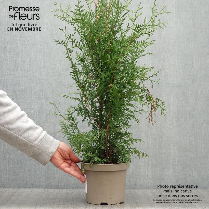 Esemplare di Thuja occidentalis Brabant - Tuia occidentale Vaso da 2L/3L come consegnato in autunno