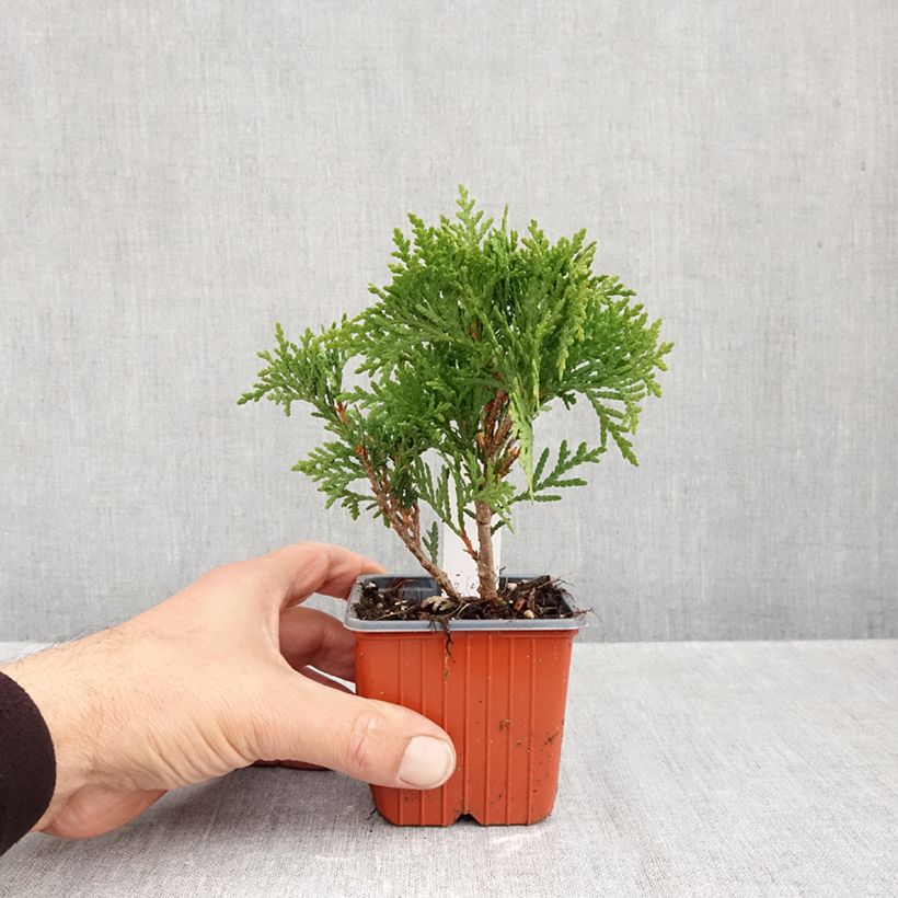 Esemplare di Thuja occidentalis Danica - Tuia occidentale Vasetto da 8/9 cm come consegnato in autunno