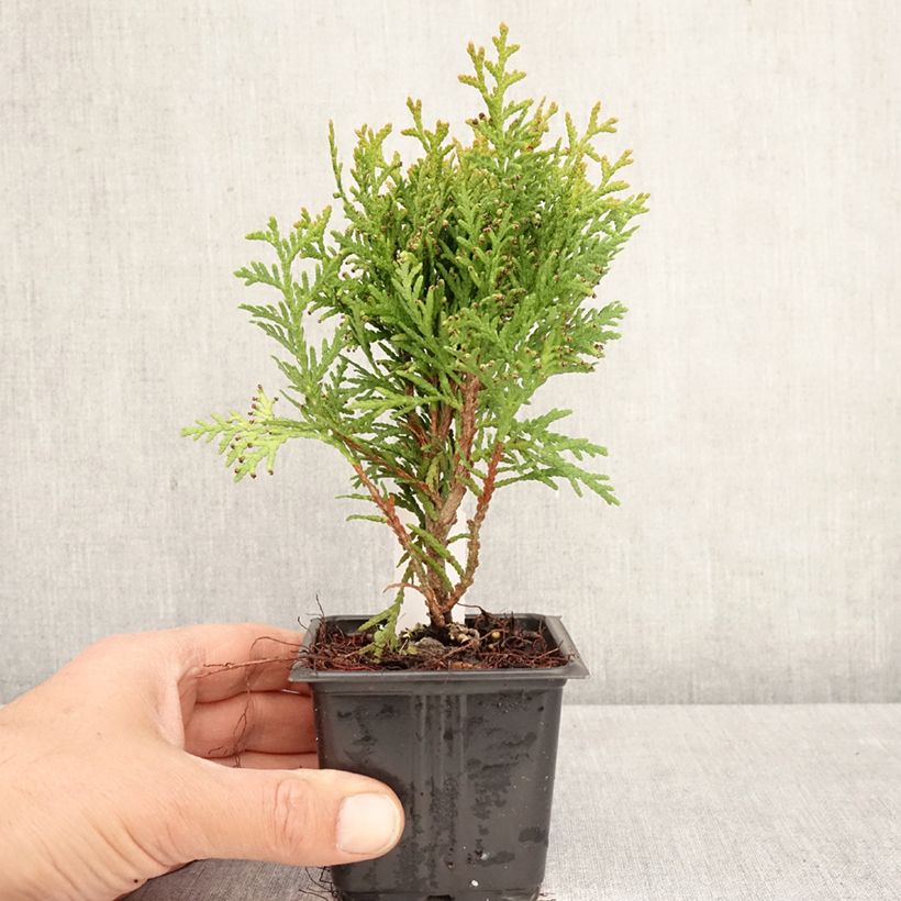 Thuja occidentalis Danica - Tuia occidentale Vasetto da 8/9 cm esemplare consegnato in primavera
