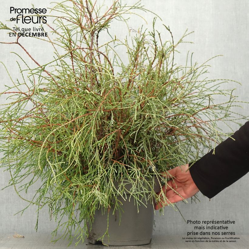 Esemplare di Thuja occidentalis Filiformis - Tuia occidentale Vaso da 7,5L/10L come consegnato in autunno