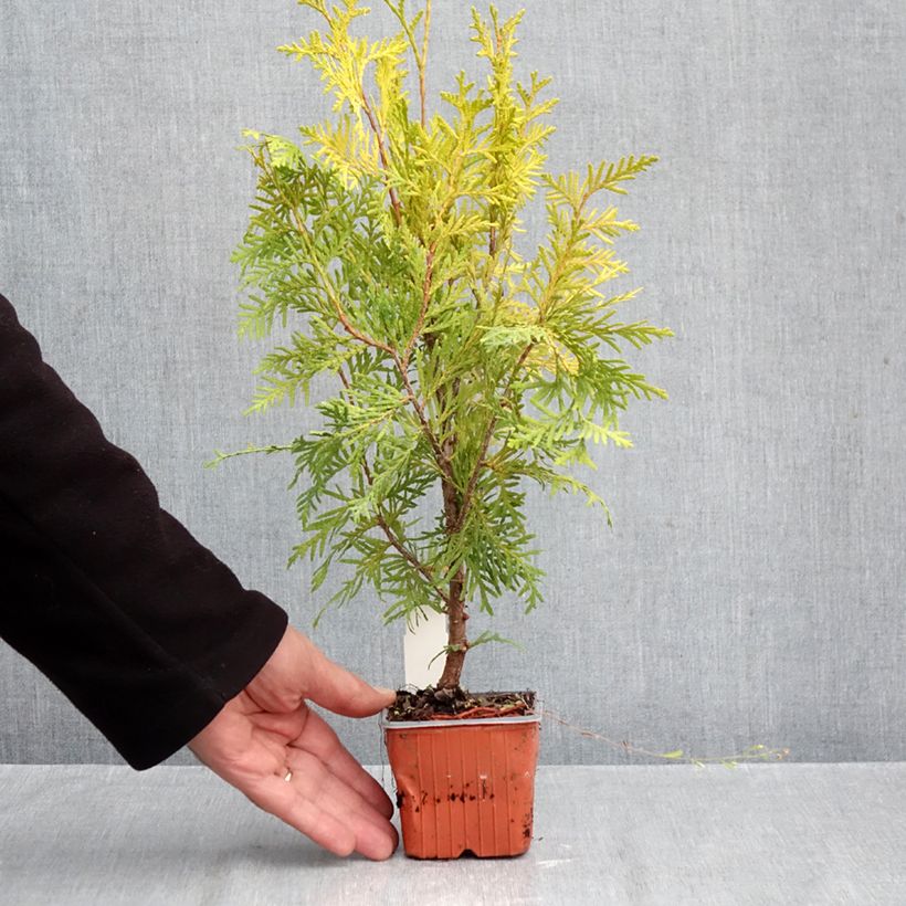 Esemplare di Thuja occidentalis Golden Brabant - Tuia occidentale Vasetto da 8/9 cm come consegnato in autunno