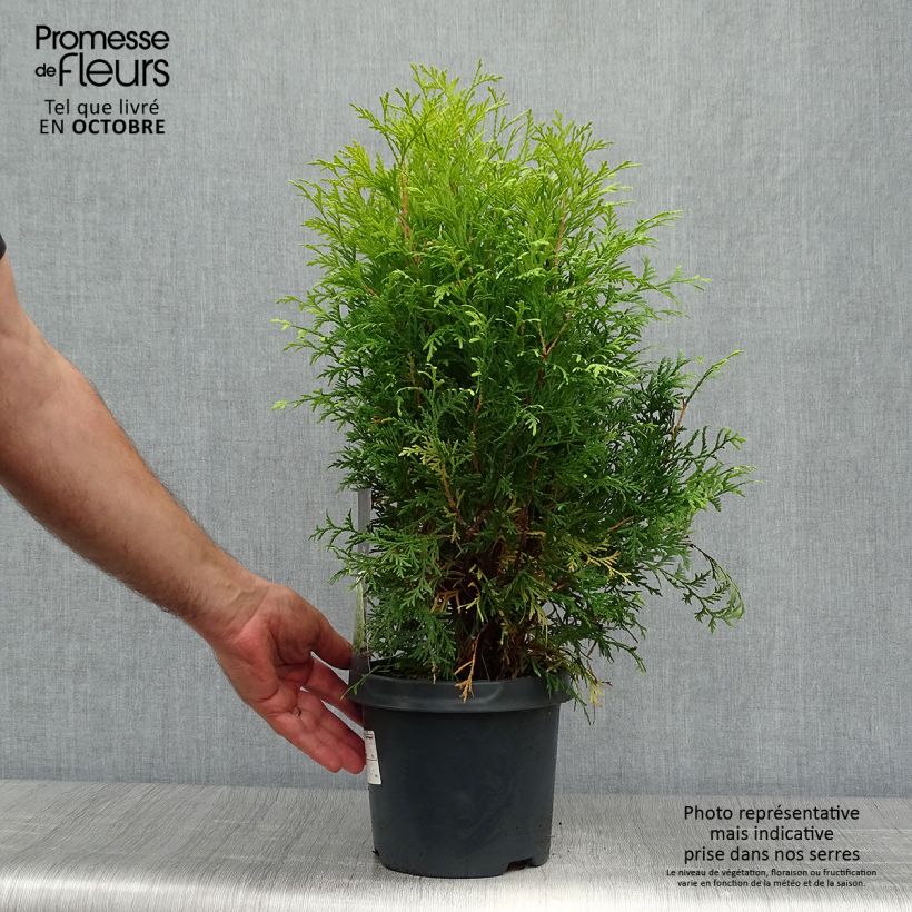Esemplare di Thuja occidentalis Golden Globe - Tuia occidentale Vaso da 2L/3L come consegnato in autunno