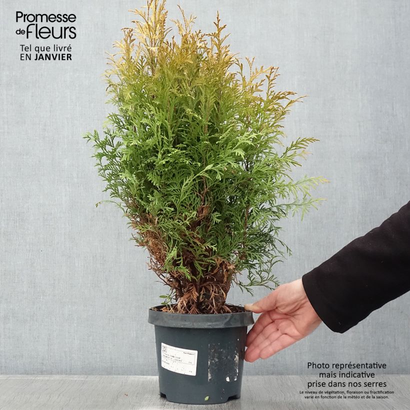 Thuja occidentalis Golden Globe - Tuia occidentale Vaso da 2L/3L esemplare consegnato in inverno