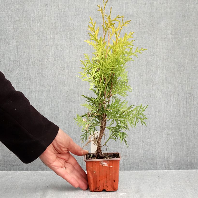 Esemplare di Thuja occidentalis Golden Globe - Tuia occidentale Vasetto da 8/9 cm come consegnato in autunno