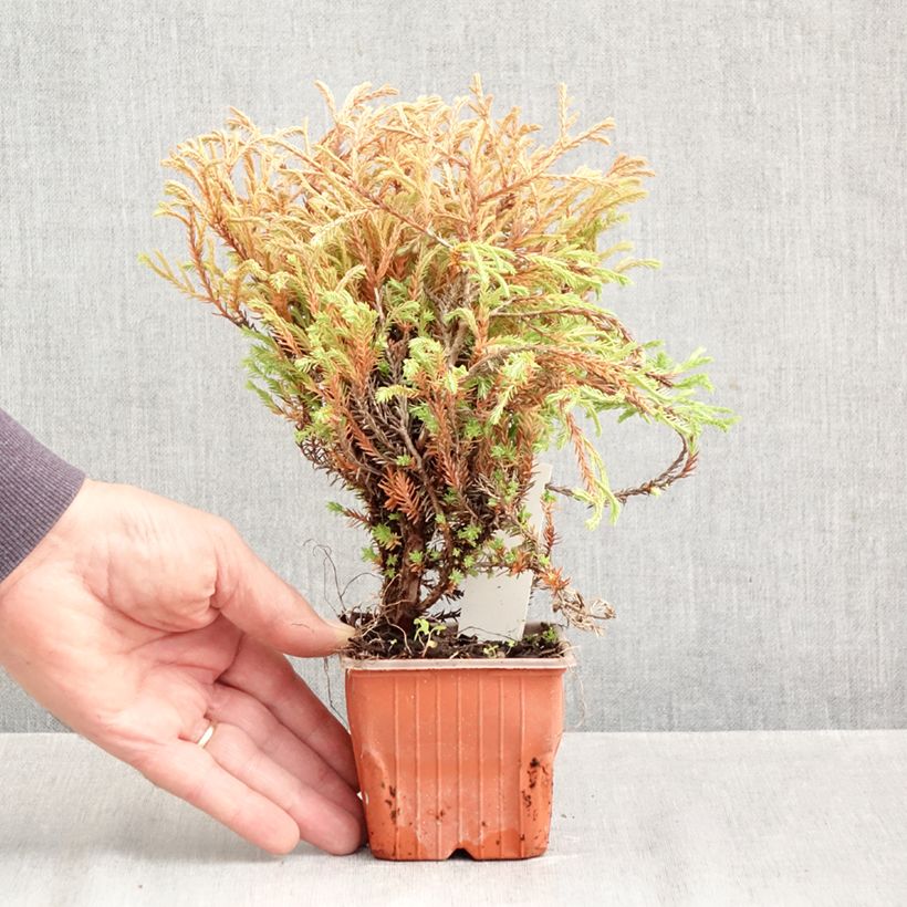 Esemplare di Thuja occidentalis Golden Tuffet - Tuia occidentale Vasetto da 8/9 cm come consegnato in autunno