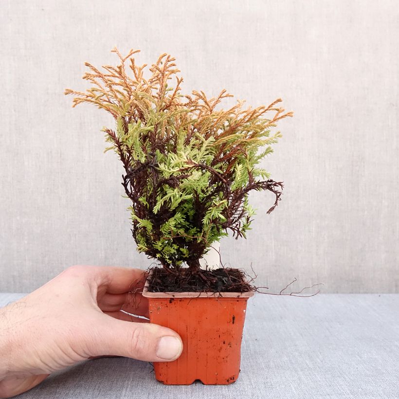 Thuja occidentalis Golden Tuffet - Tuia occidentale Vasetto da 8/9 cm esemplare consegnato in inverno