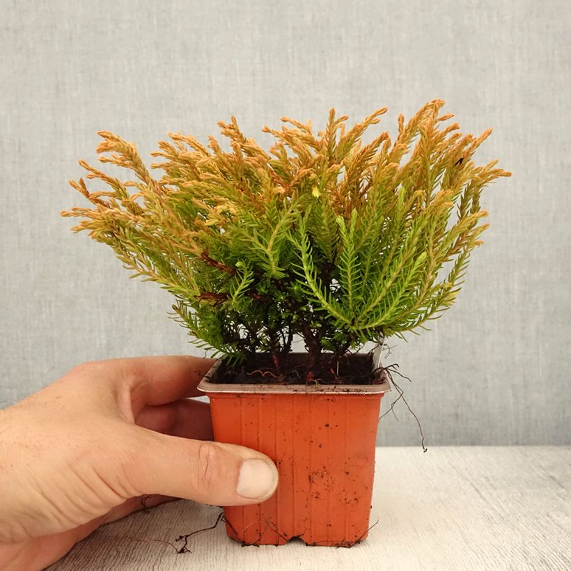 Thuja occidentalis Golden Tuffet - Tuia occidentale Vasetto da 8/9 cm esemplare consegnato in primavera