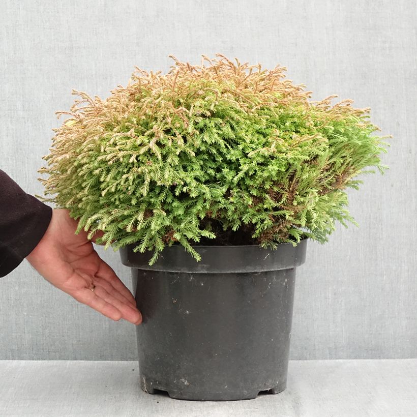 Esemplare di Thuja occidentalis Golden Tuffet - Tuia occidentale Vaso da 7,5L/10L come consegnato in autunno