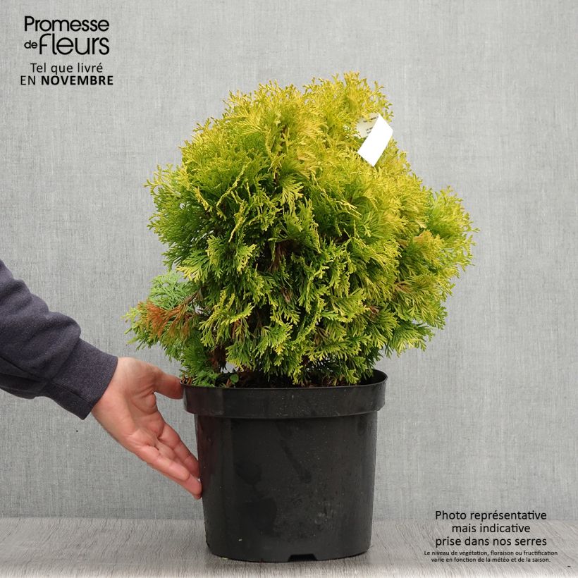 Esemplare di Thuja occidentalis Jantar - Tuia occidentale Vaso da 7,5L/10L come consegnato in autunno
