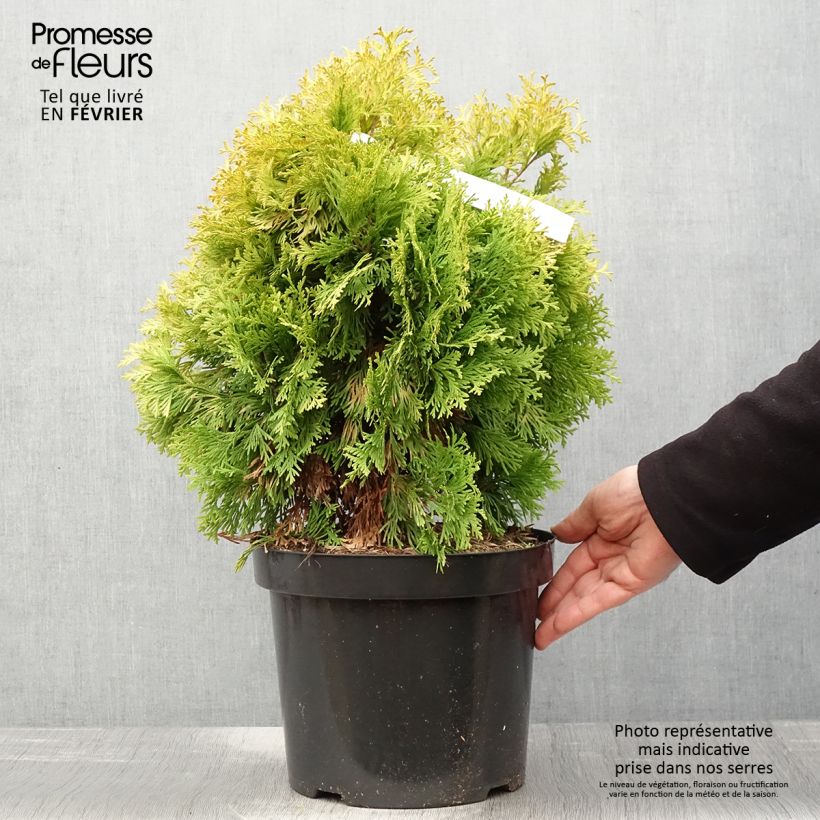 Thuja occidentalis Jantar - Tuia occidentale Vaso da 7,5L/10L esemplare consegnato in inverno