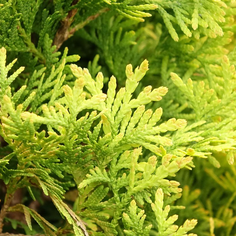 Thuja occidentalis Jantar - Tuia occidentale (Fogliame)