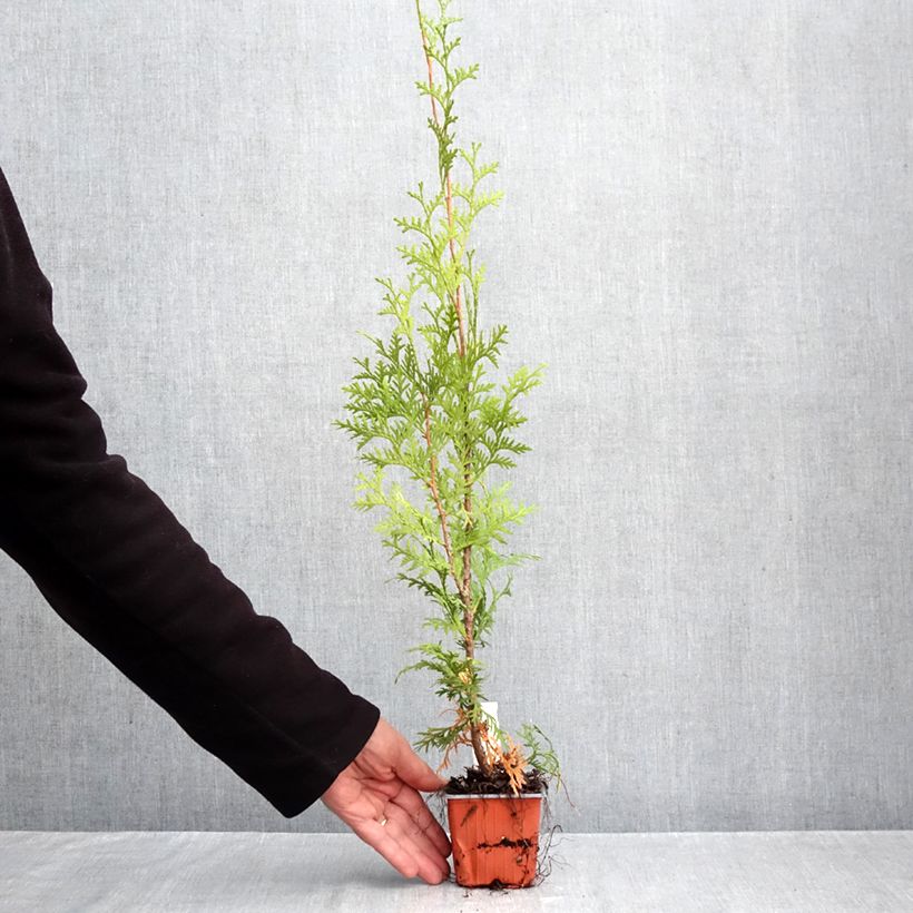 Esemplare di Thuja occidentalis King of Brabant - Tuia occidentale Vasetto da 8/9 cm come consegnato in autunno